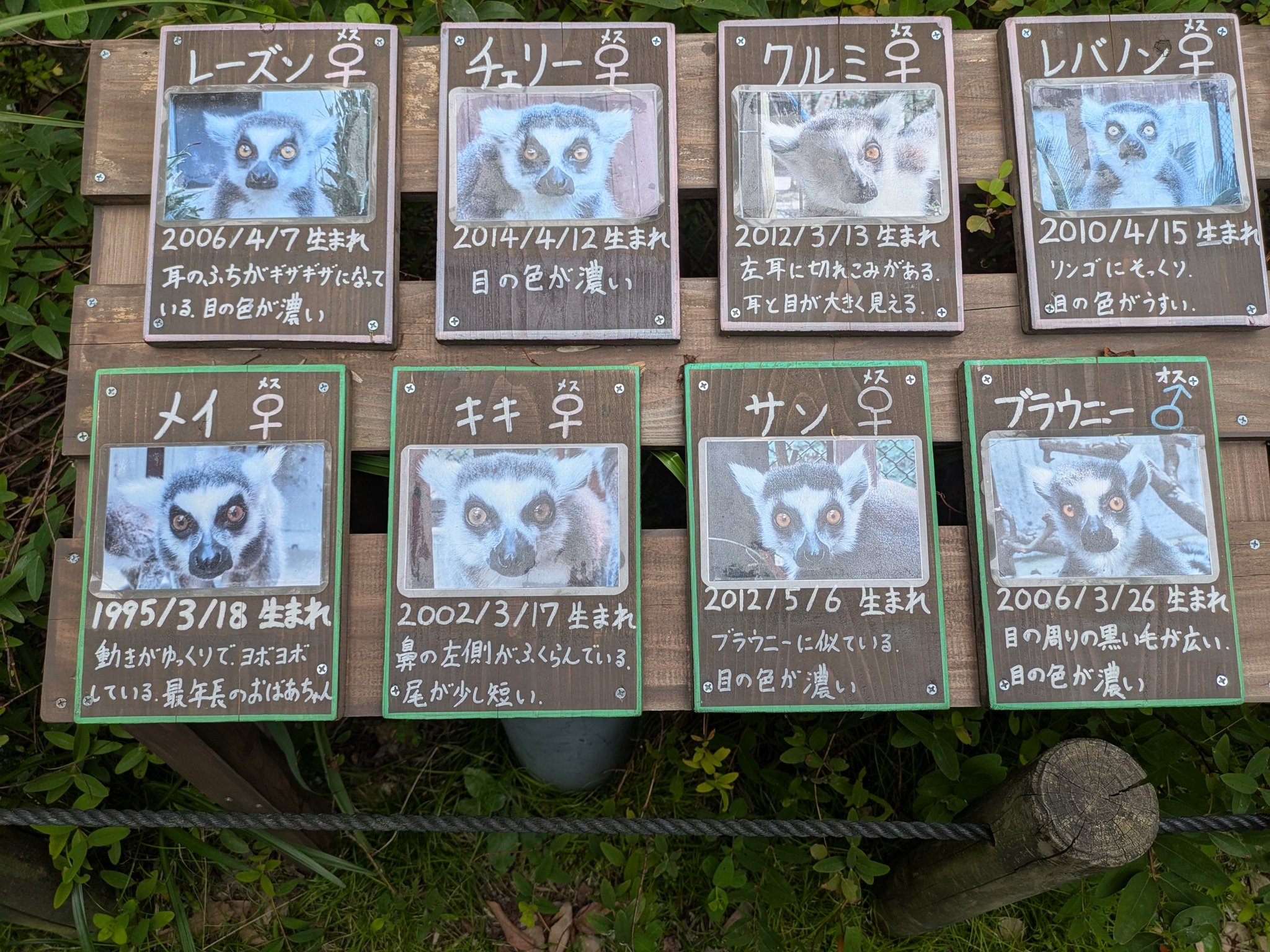 ブラウニー様ご確認中 ブラウニー - Search / X