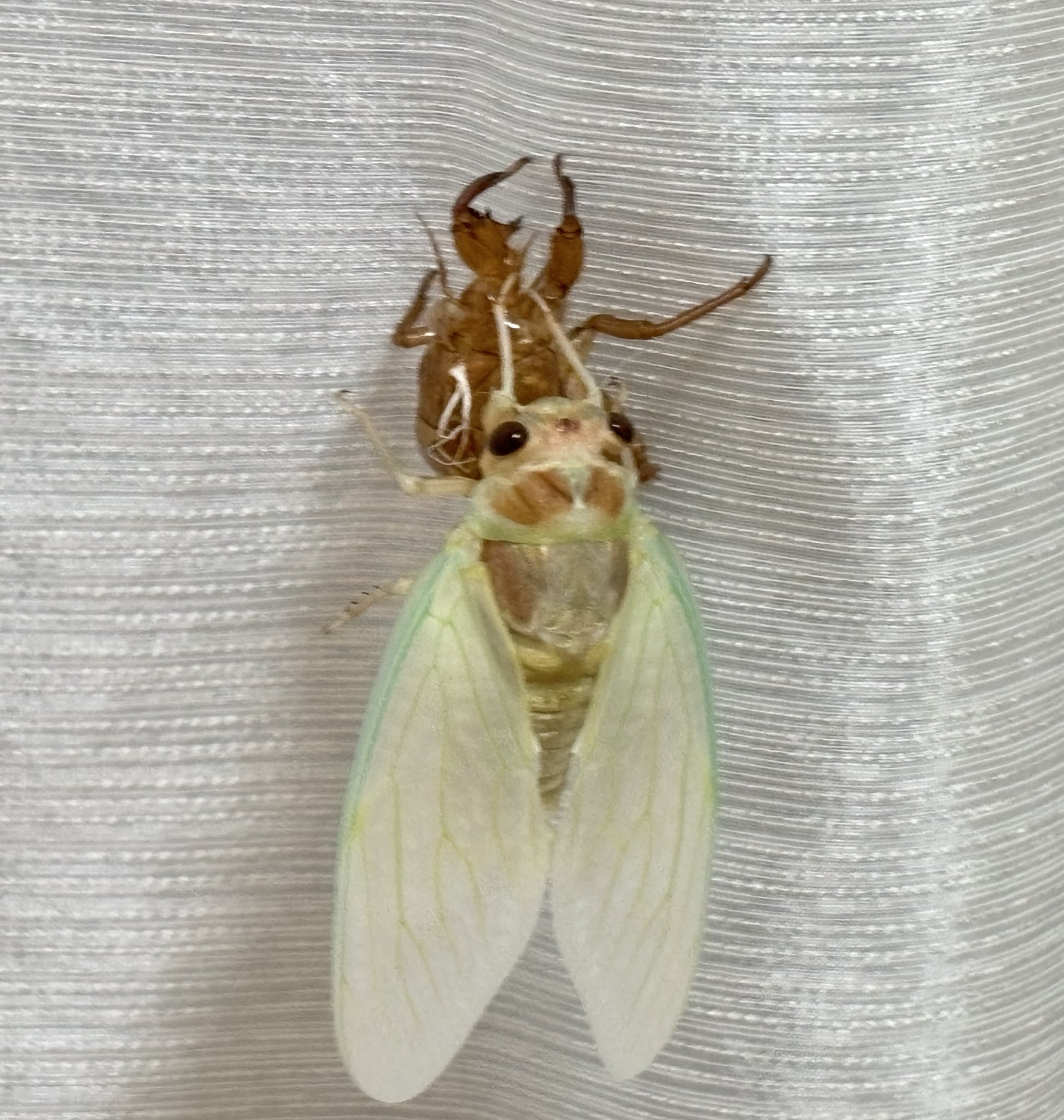 せみのようきゅう Z77c 童夢 零（緑） | 製品をさがす | tomica LIMITED VINTAGE TLV