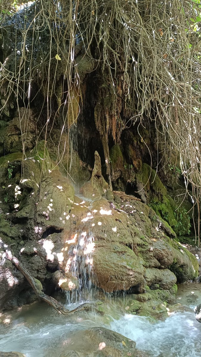 el arvaro tweet media