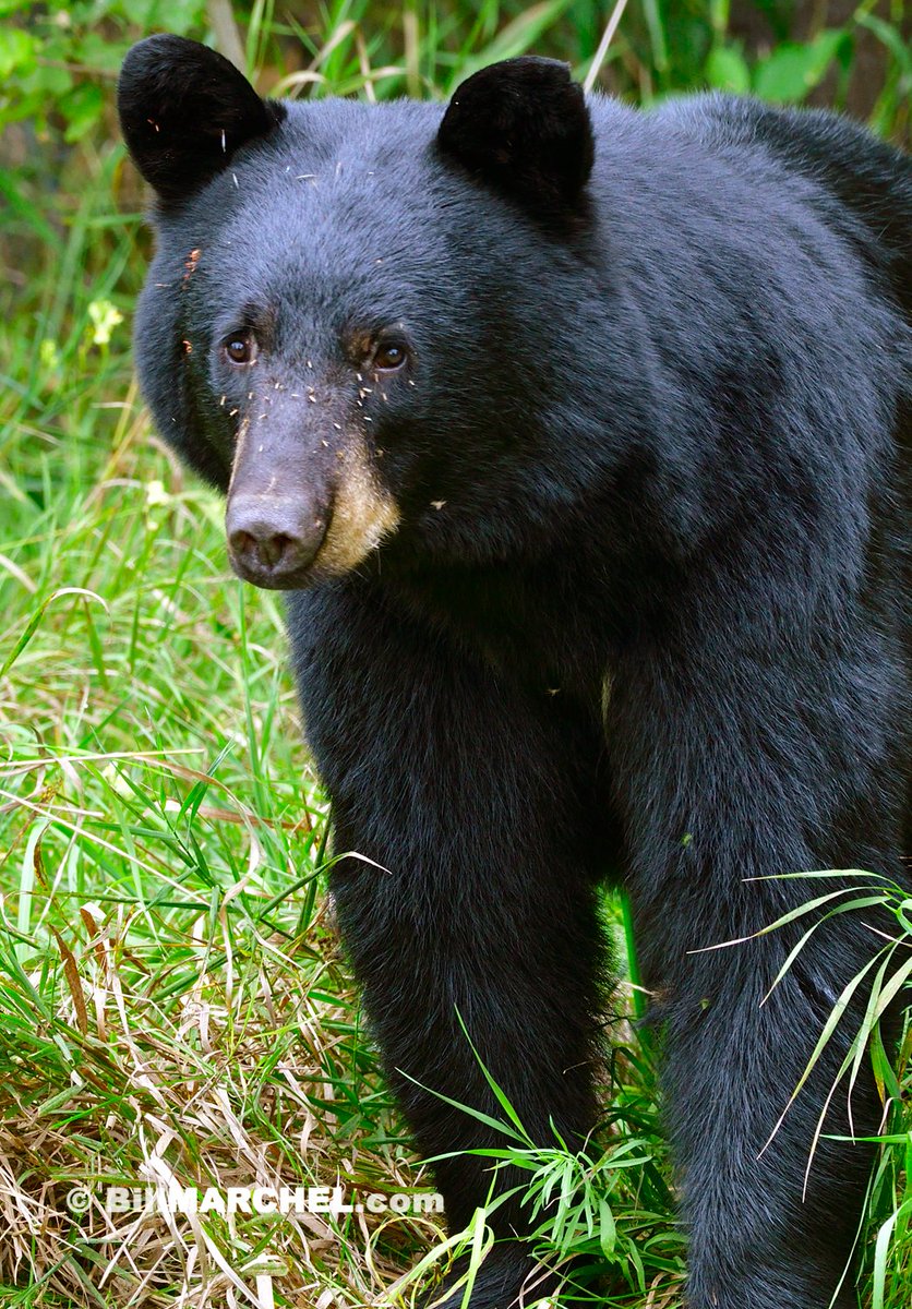 Most animals are tormented by insects during summer, and this Black Bear with a face-full of mosquitoes is no exception. But since bears commonly raid bee hives, I’m guessing biting mosquitoes aren’t much of a bother.