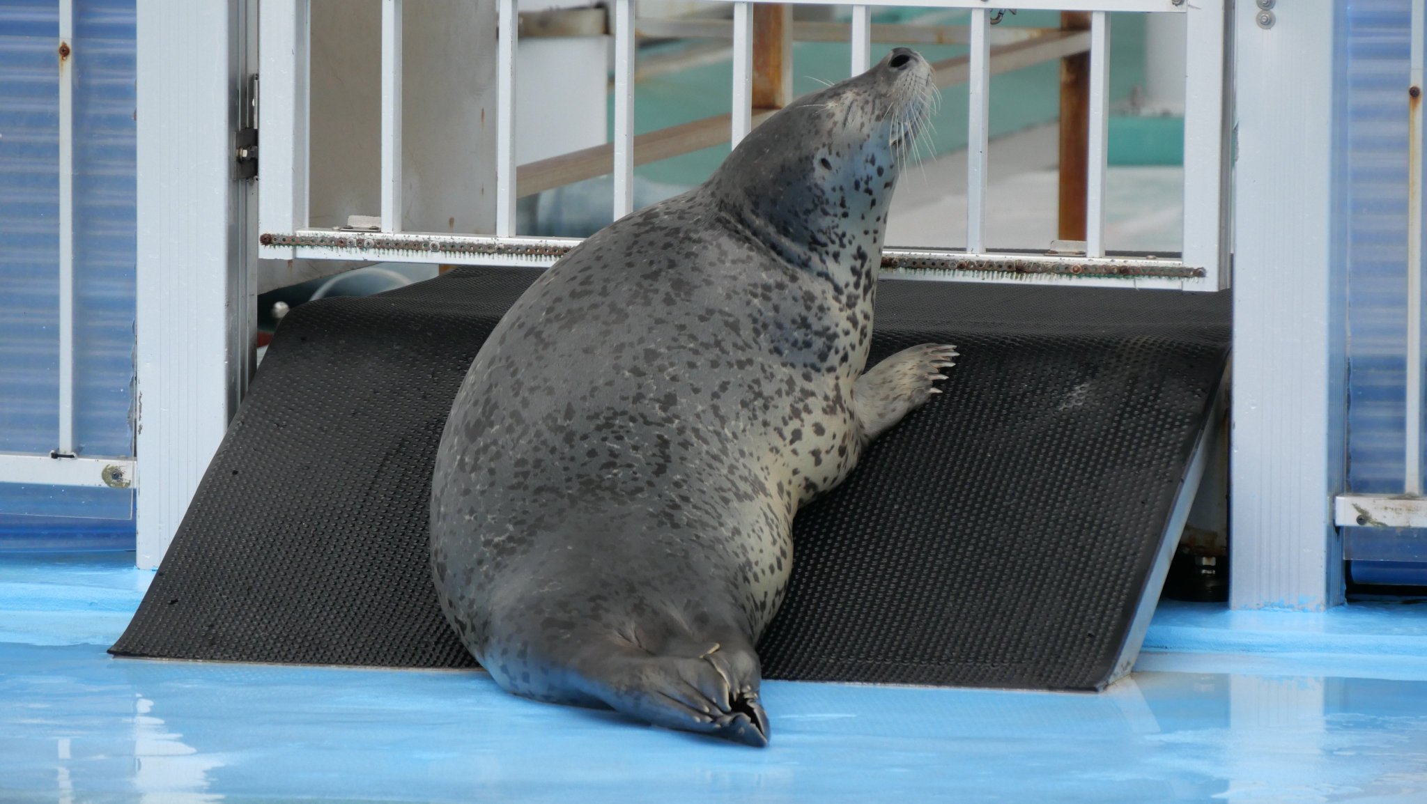 CAT FISH ソフビ ｽｽﾞｷ on X: 