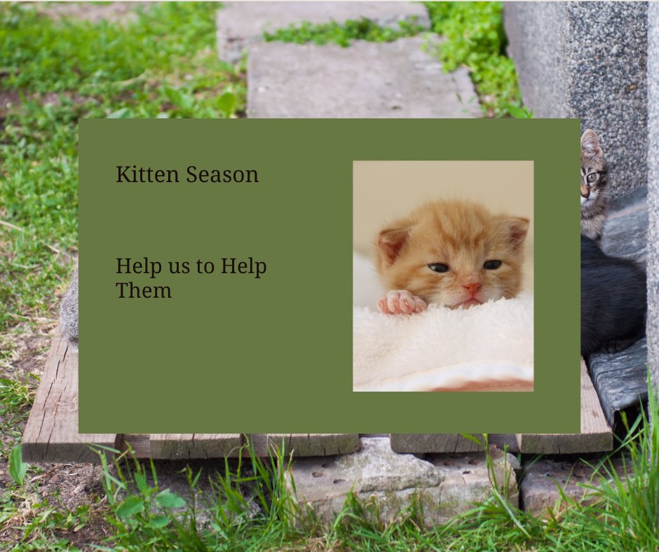 🚨 Overflow Alert: Too many kittens, not enough foster homes!   📍Urgent need in Longford—can you help?   Every paw deserves a chance. ❤️ DM us today!   #FosterKittens #Longford #AnimalRescue