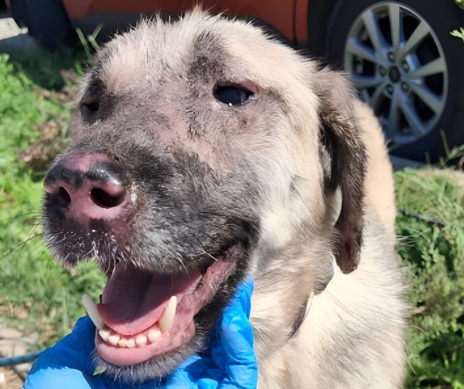 Some useful links for you 🐾
🌐 website 
dogdeskanimalaction.com
🛒 shop       
dogdeskshop.com
💷 donate   
donorbox.org/donate-to-dog-…
📩 blog   dogdeskanimalaction.substack.com
 🔗linktree 
linktr.ee/dogdeskanimala…