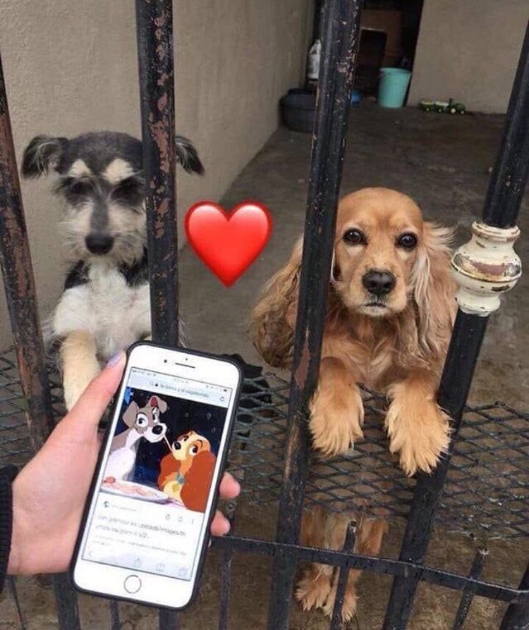 💖 (@twaniimals) on Twitter photo 