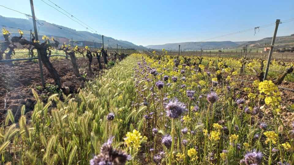 culturaliquidaf's tweet photo. Los microorganismos del suelo son aliados clave en la viticultura. La fertilización orgánica los nutre y mejora la calidad de la materia prima cuidando al ecosistema. Os dejamos más información➡️ https://t.co/O8h57XUlGf https://t.co/rSQ7r2aa4Y