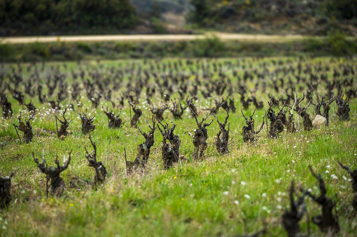 culturaliquidaf's tweet photo. Los microorganismos del suelo son aliados clave en la viticultura. La fertilización orgánica los nutre y mejora la calidad de la materia prima cuidando al ecosistema. Os dejamos más información➡️ https://t.co/O8h57XUlGf https://t.co/rSQ7r2aa4Y