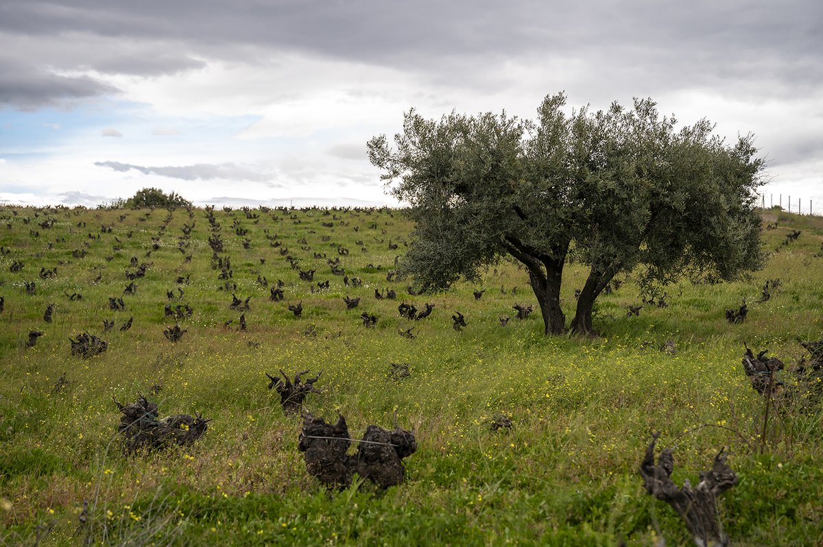 culturaliquidaf's tweet photo. Los microorganismos del suelo son aliados clave en la viticultura. La fertilización orgánica los nutre y mejora la calidad de la materia prima cuidando al ecosistema. Os dejamos más información➡️ https://t.co/O8h57XUlGf https://t.co/rSQ7r2aa4Y