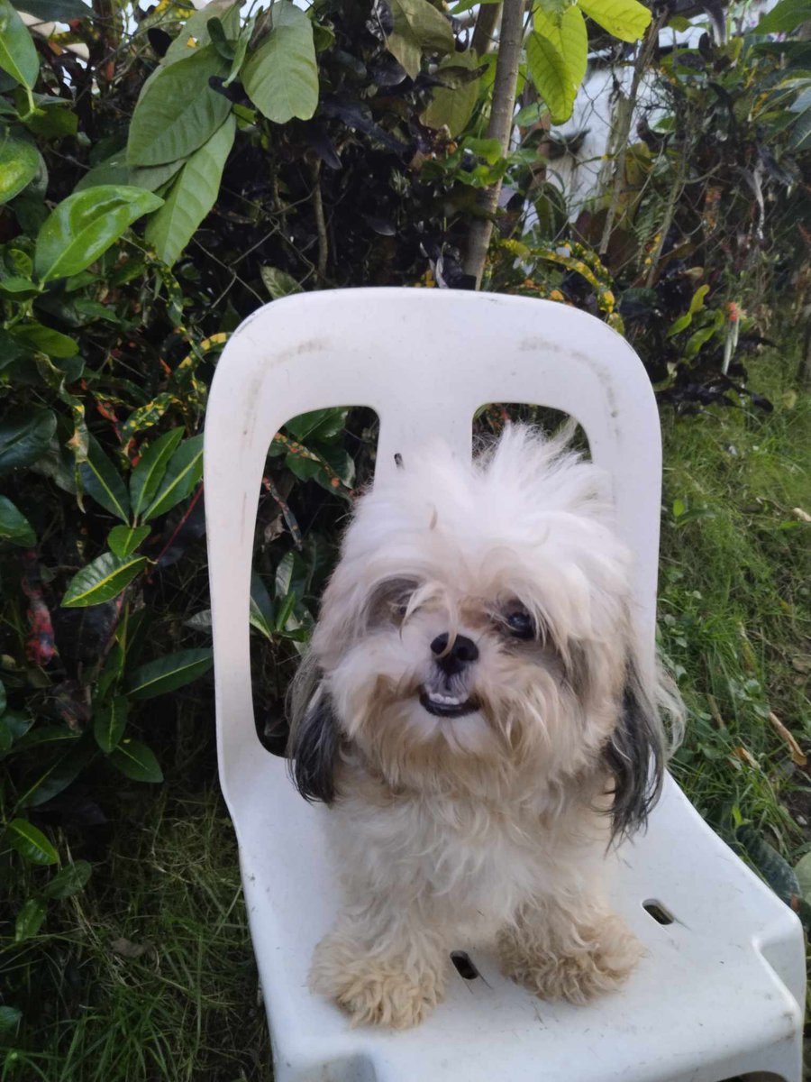 Good morning everyone. It's #Throwback #Thursday Remembering Teacup today in his favorite place, the farmyard. Always a happy dog. Tsunami warning lifted here. Take care and have a great day. Teacups family.xx🇵🇭🐶❤️💗😍🥰🙂👍
#dogs #XDogs #dogsofX #thursdayvibe #thursday