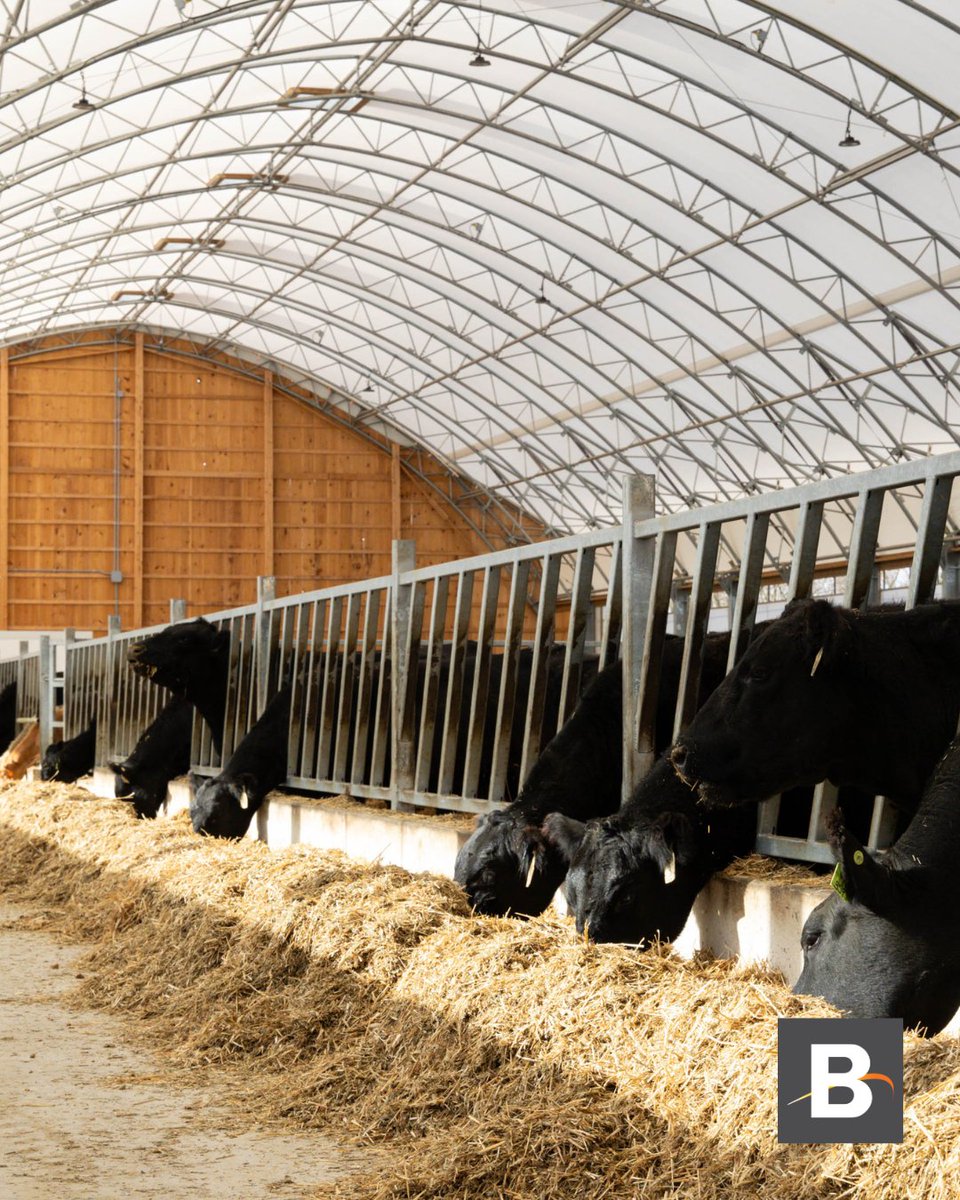 A look inside The Atlas 👀

The Atlas building creates a healthier, calmer space for both dairy and beef herds. Less stress, better comfort, and barns that stay cleaner. When animals thrive, so does your operation.