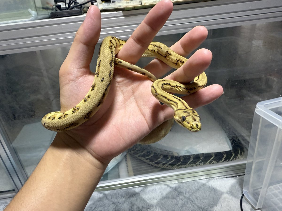 新入りが脱皮した、、、バチクソ発色上がってんだけど
