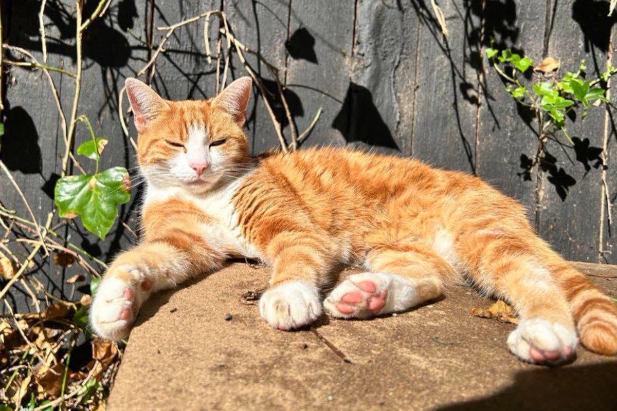 Carpark duties 

Ensuring all vehicles are safe, all sunbeams are warm, and all paws are toasty

 #Cat #CatsOnTwitter #CatsOfTwitter
