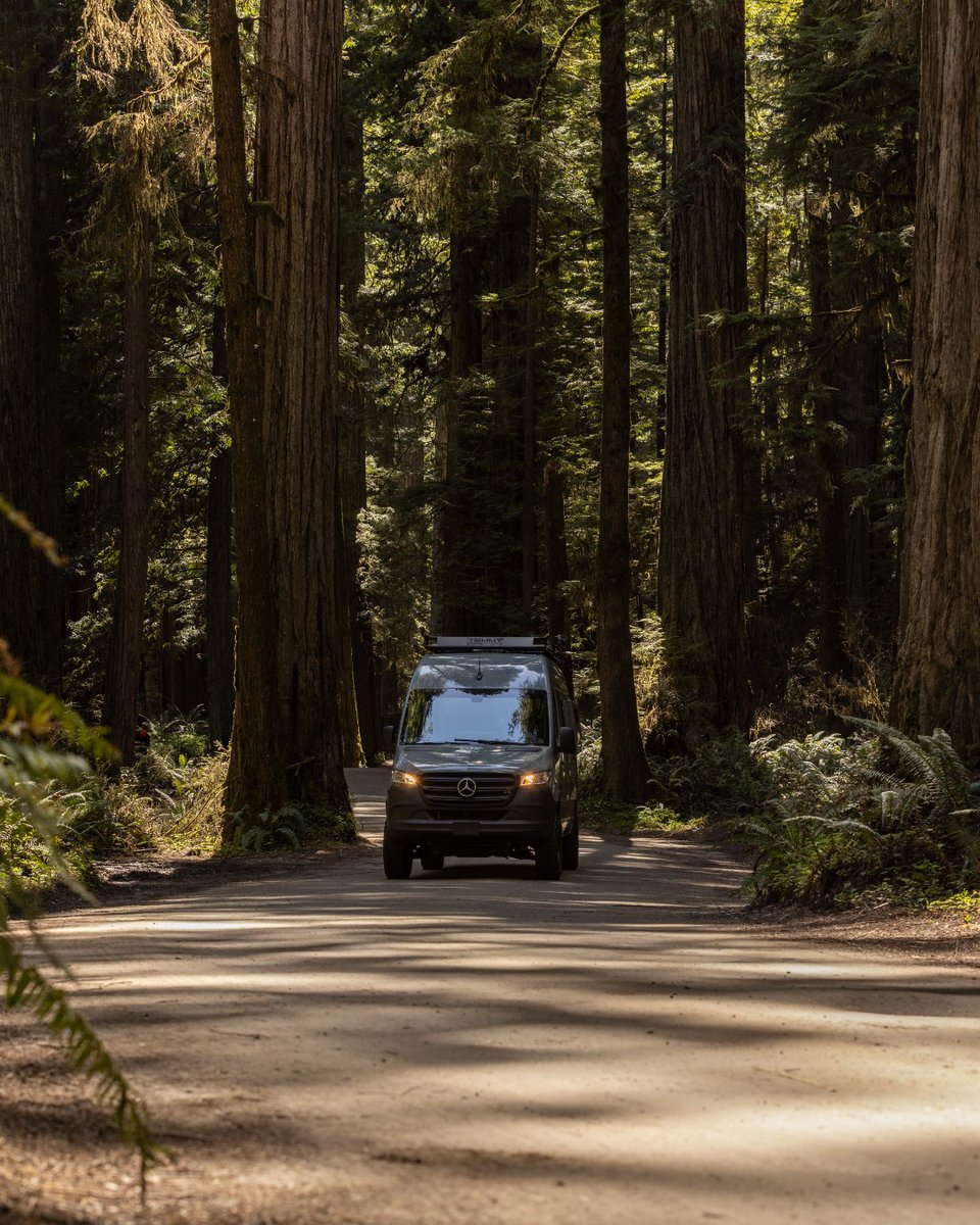 "Accidentally" lost in the Redwoods again... whoops 😅