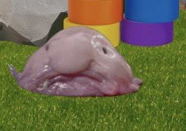 0xEmphoenixx's tweet photo. @bebop_dex @ethereum The blobfish represents Ethereum blobs (introduced with EIP-4844) on March 13th, 2024 as part of the Dencun upgrade https://t.co/8xqKHEYNrM