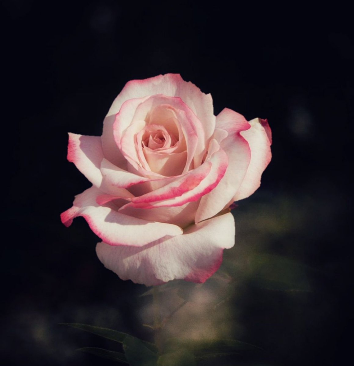 “She is lovelier than all the roses in the world.”
― Avijeet Das🌹