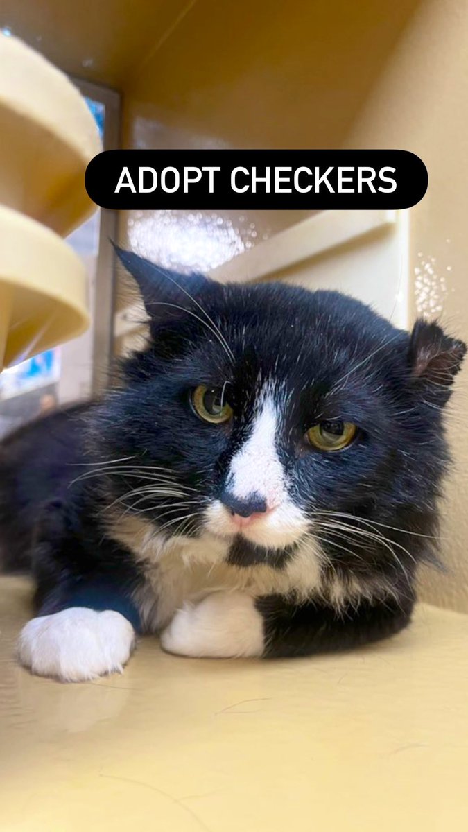 so many cat friends here and no one will adopt senior cat old man checkers ?! estimated age between 10-12 🥹he’s at petsmart now valley stream long island new york 🥹🖤🤍plz RT and reply to boost