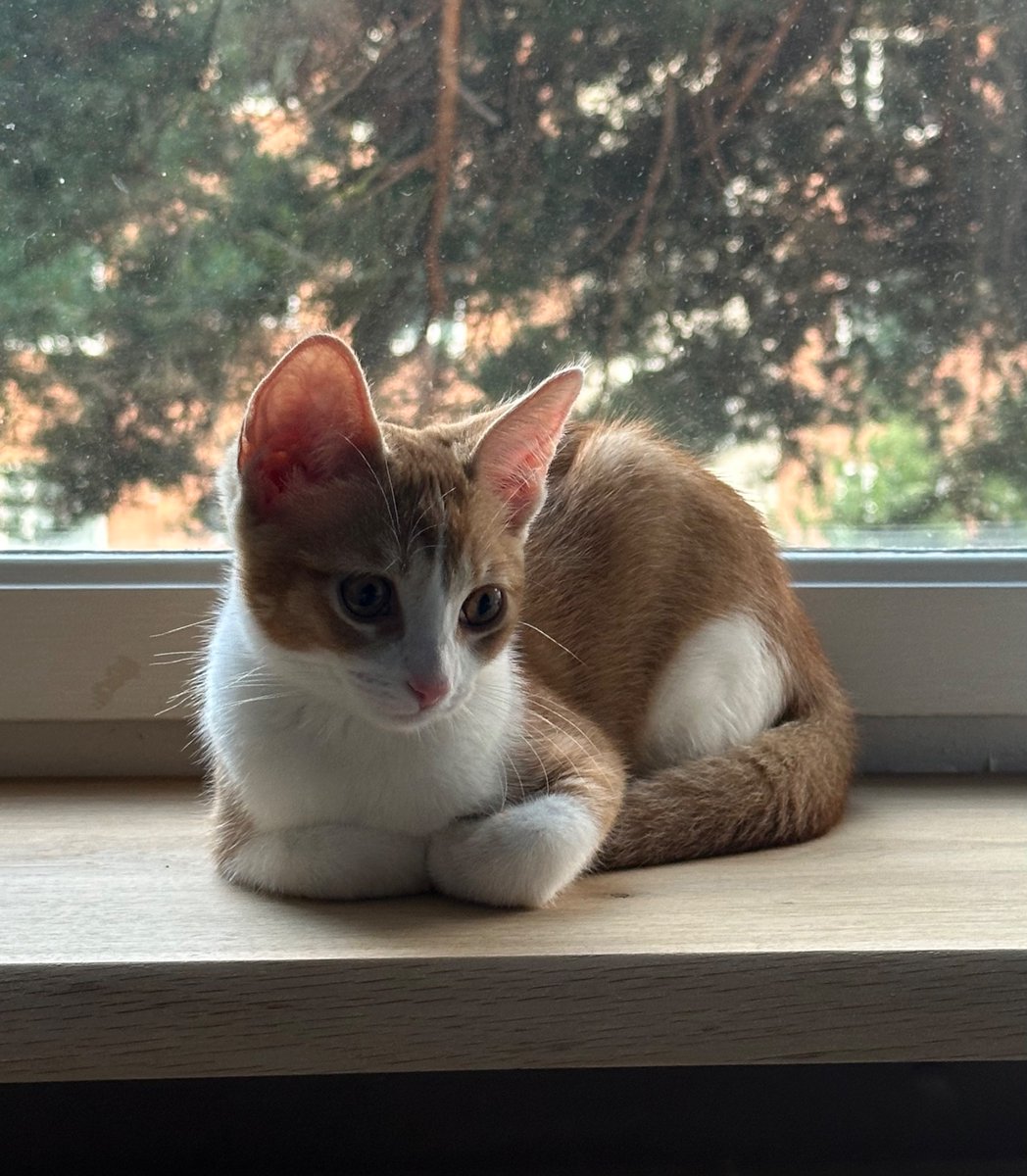 За неделю жизни у нас котеночек начала ложиться между нами на кровати чтобы спать вместе, лижет меня за нос и потом легонько кусает его, когда приходит гладиться, дает тетешкать животик и очень интересуется водой из-под крана, самая лучшая моя кошечка девочка