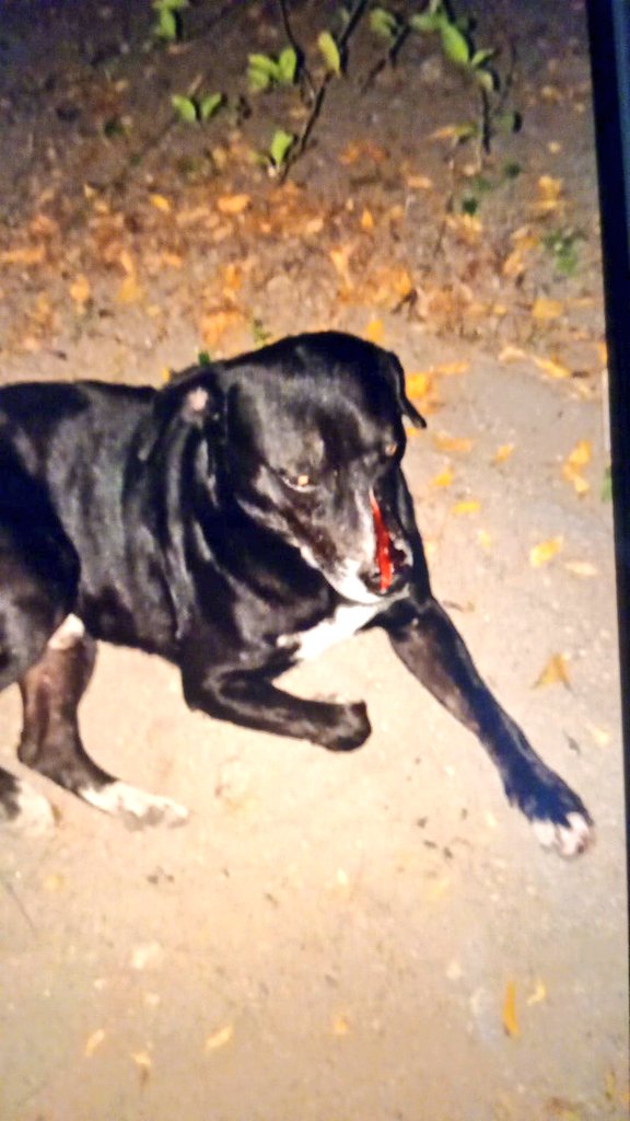 oajm993's tweet image. #Espinal  
@TerminalEspinal  Negro es el segundo perrito que habita el terminal de transportes, que termina con heridas incisas profundas aparentemente hechas por un arma cortopunzante.