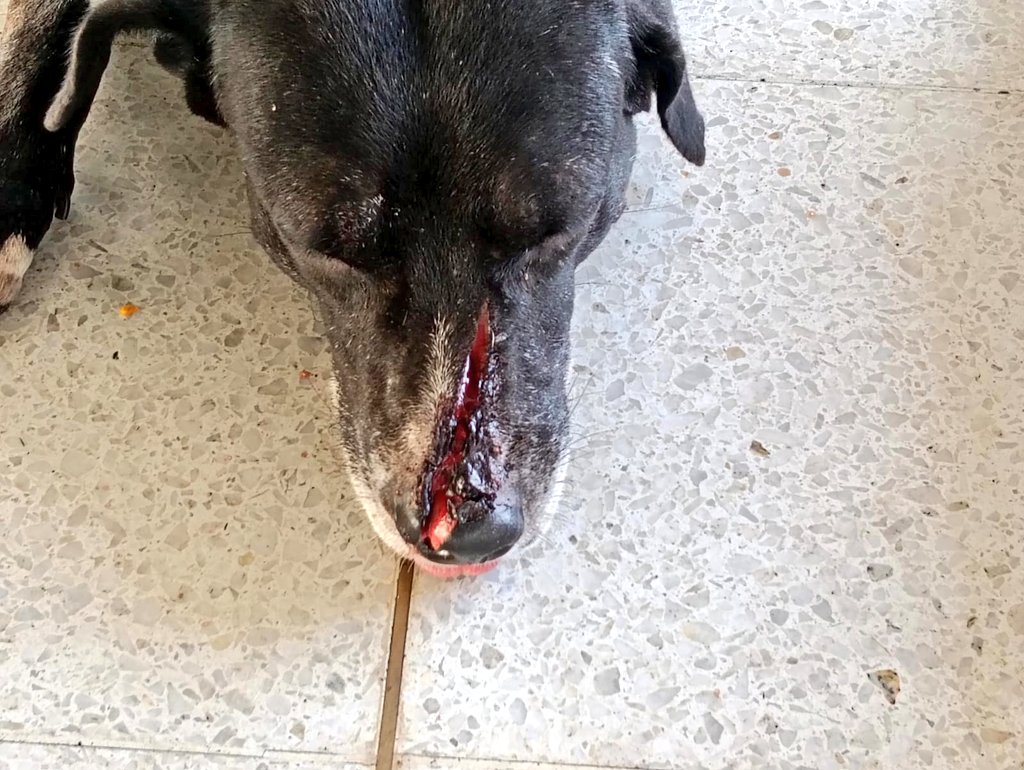 oajm993's tweet image. #Espinal  
@TerminalEspinal  Negro es el segundo perrito que habita el terminal de transportes, que termina con heridas incisas profundas aparentemente hechas por un arma cortopunzante.