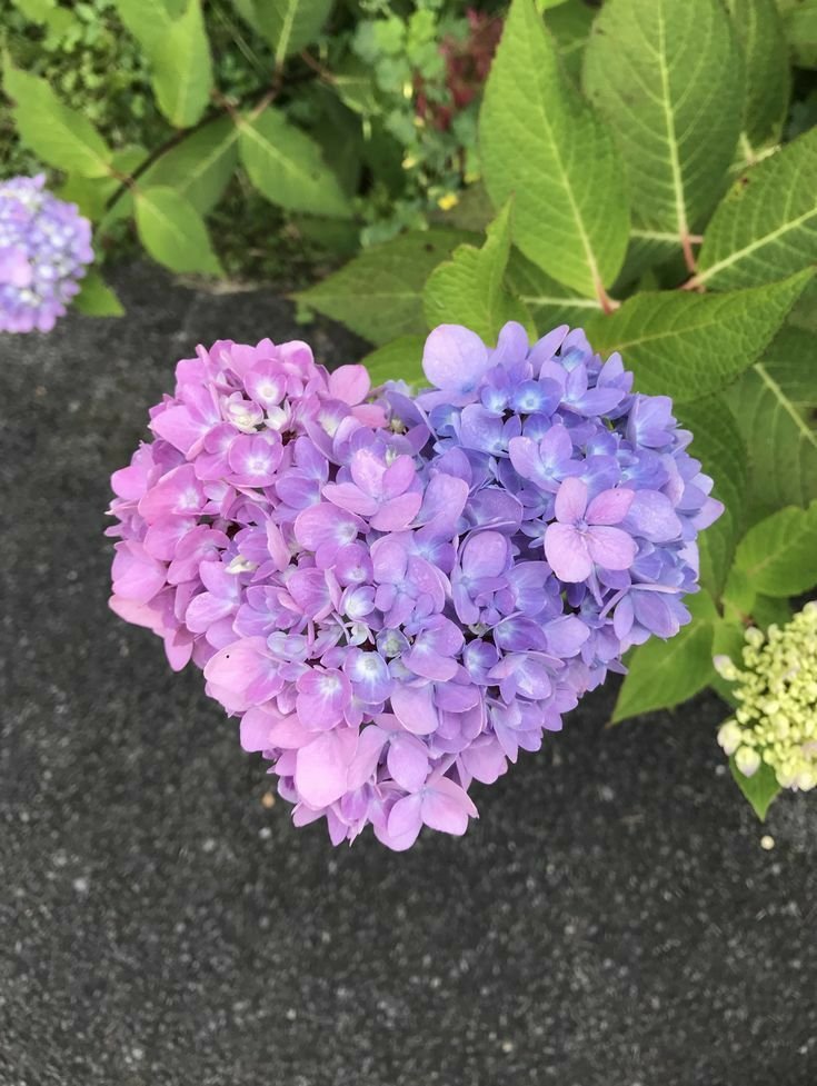 lavieestbelIe's tweet photo. Heart shaped hydrangeas https://t.co/JDeTleDDAg