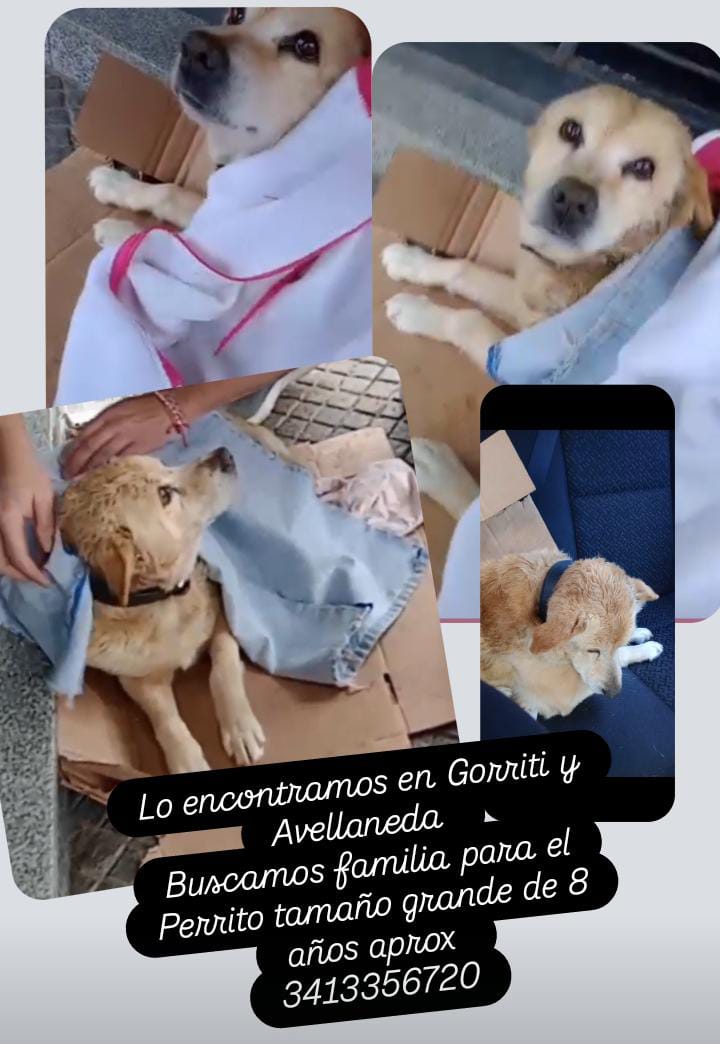 Buscamos un hogar para Max. 🙏
Nos ayudas con un rt <a href="/aaguvolpato/">agu </a> 
#Rosario