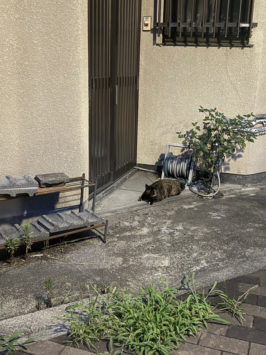 呼ぶと高い声で応えてくれるまだらちゃん🐾