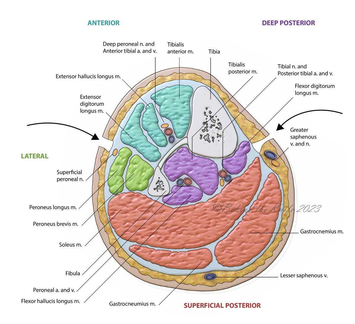 Don't miss COMPARTMENT SYNDROME!

➡️ Timely diagnosis is critical to avoid limb loss.
➡️ Most common causes: crush, fractures (e.g. tibia), ischemia/vascular injury, prolonged immobilization
➡️ On exam: pain “out of proportion” to apparent injury, pain w/ passive stretch, tense