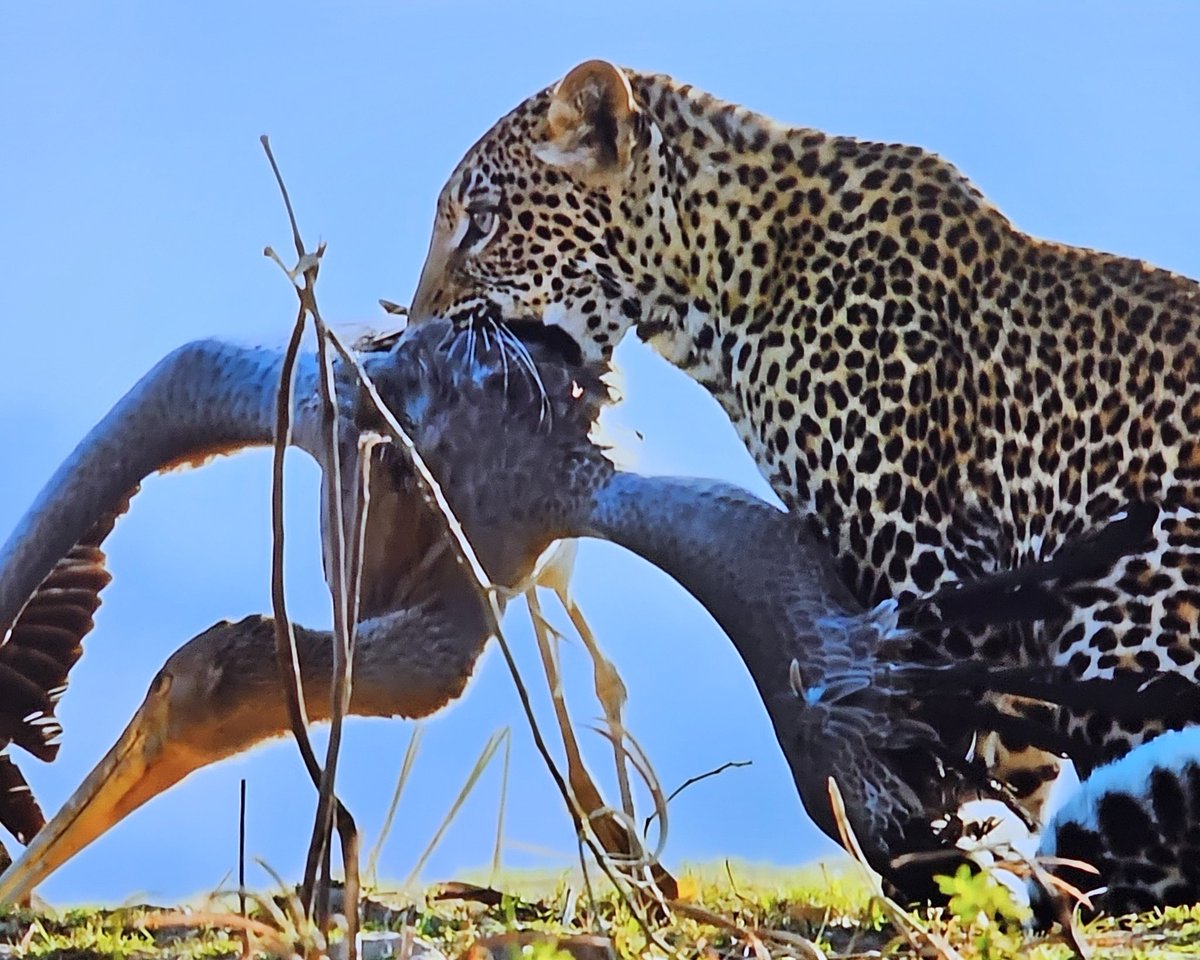 Le saut  du léopard 🐆 
Pour chasser sans les airs, la tactique  du léopard : L'embuscade suivi d'un redoutable saut (3 mètres).
Le félin adapte sa stratégie à sa proie en visant la partie postérieure de l'échassier pour éviter le long bec de l'oiseau.