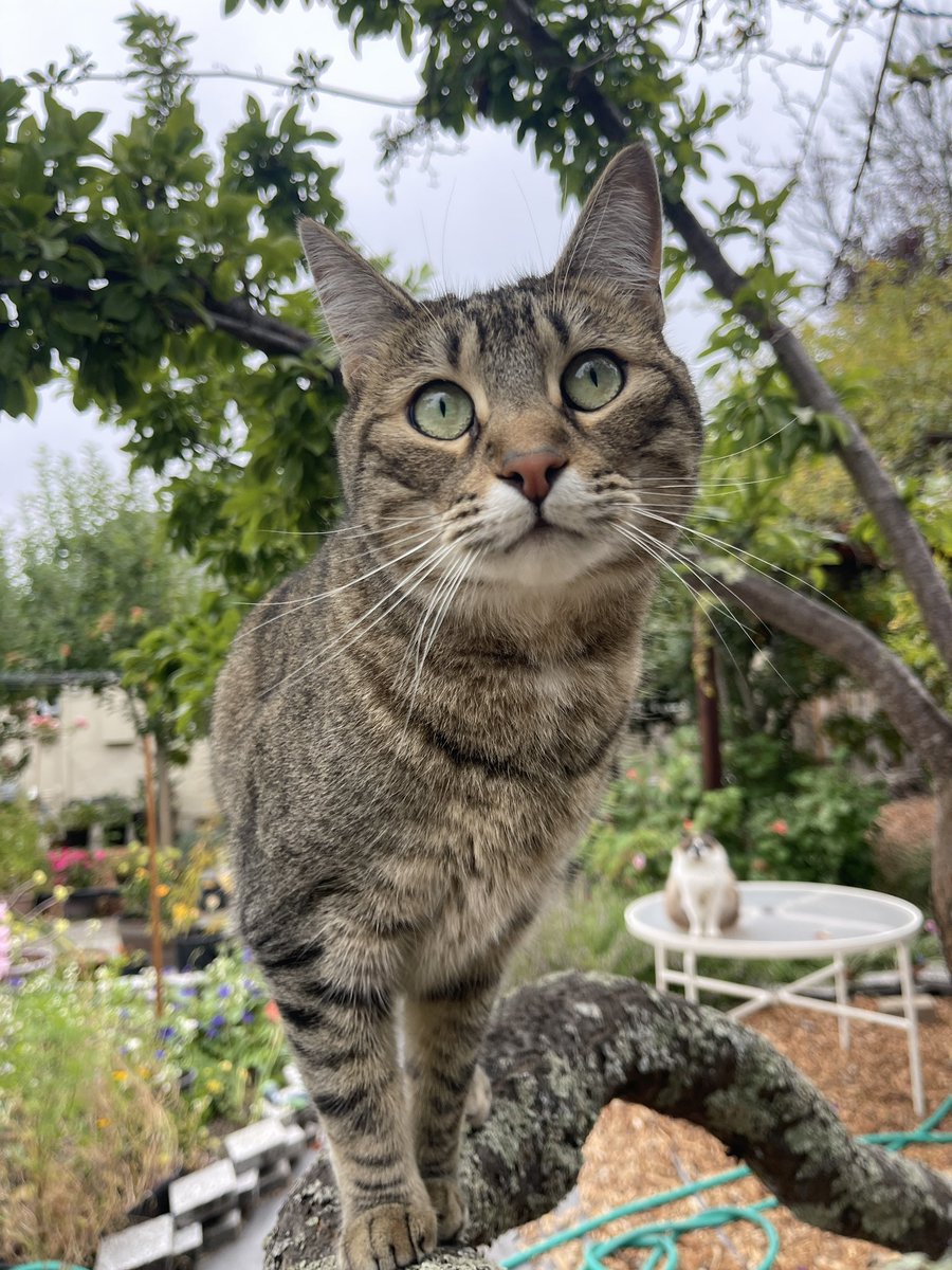 #PostAFavPic4VioletJul25 
Day 30: climbing
I love climbing trees.🌳Today I’m back at my favorite lookout post. All is suspiciously quiet….too quiet.😼🏡🐿️

#Hedgewatch #CatsOfX #CatsofTwitter #WhiskersWednesday