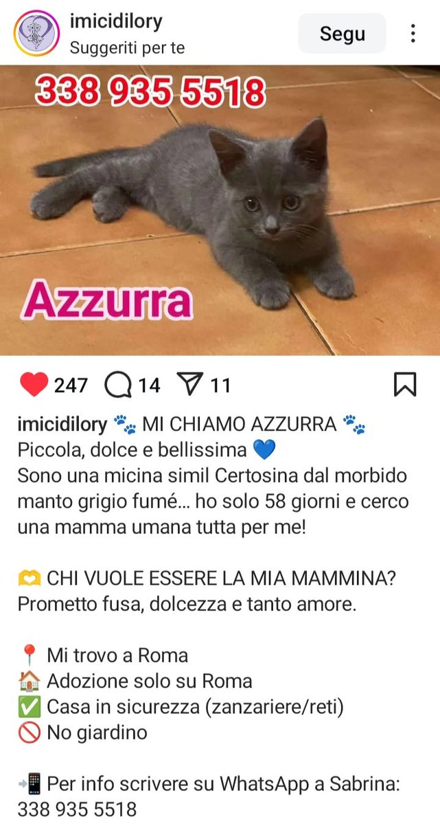 😻🙏🏻😻🙏🏻😻🙏🏻😻🙏🏻😻🙏🏻😻
AIUTIAMO QUESTA BELLISSIMA MICINA DI NOME AZZURRA A TROVARE UNA FAMIGLIA A CUI REGALARE TANTISSIME FUSA
✨🐾✨🐾✨🐾✨🐾✨🐾✨