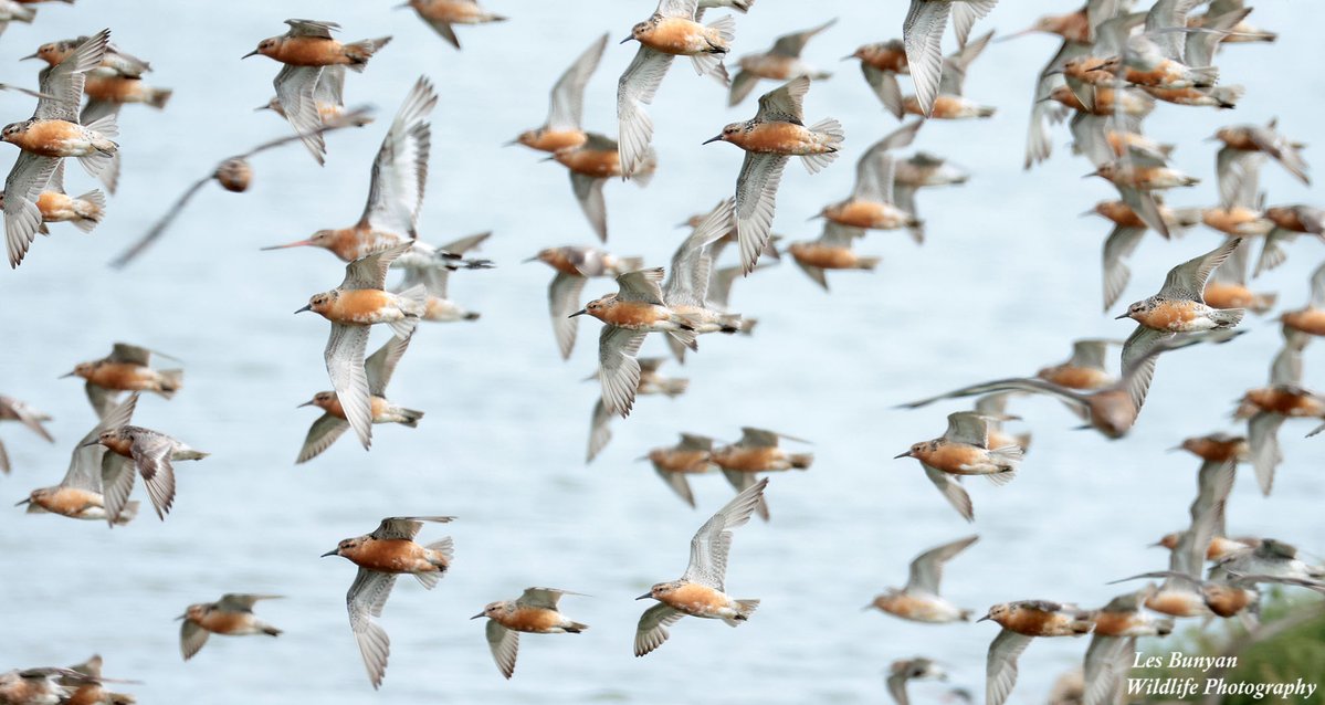 Numbers of birds on the increase at #RSPBSnettisham now <a href="/RSPBTitchwell/">RSPB Titchwell Marsh</a> <a href="/Natures_Voice/">RSPB</a>