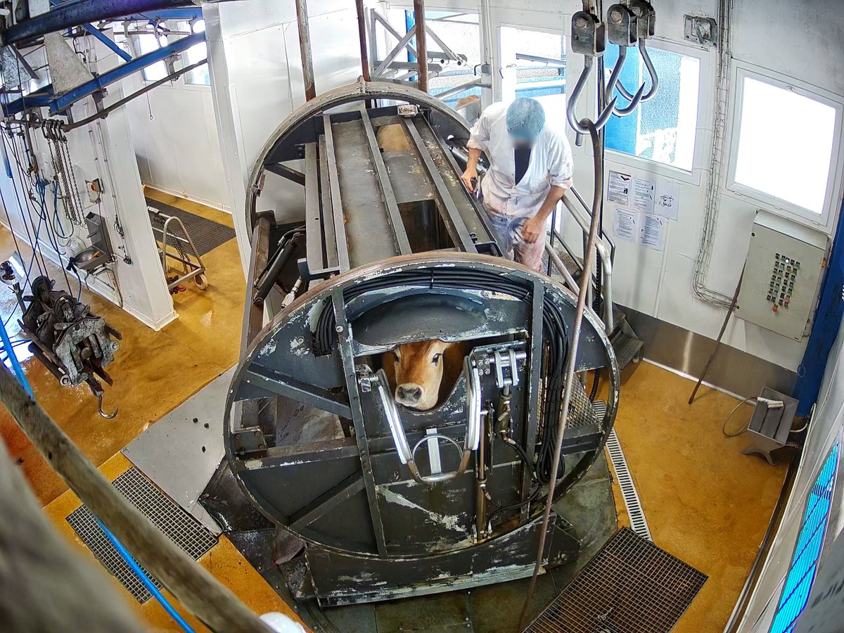 Dans une enquête publiée jeudi 31 juillet, l'association de défense des animaux L214 dénonce les conditions d'abattage dans l'abattoir de Porto-Vecchio. Elle dresse la liste de plusieurs "non-conformités" et a porté plainte contre la structure.
france3-regions.franceinfo.fr/corse/corse-du…