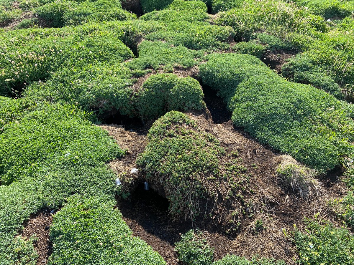 Gone!! Sad time. That's it, the vast majority of the Puffins on the Isle of May have now departed and won't be back until next spring. Read for the blog for the full story: isleofmaynnr.wordpress.com
