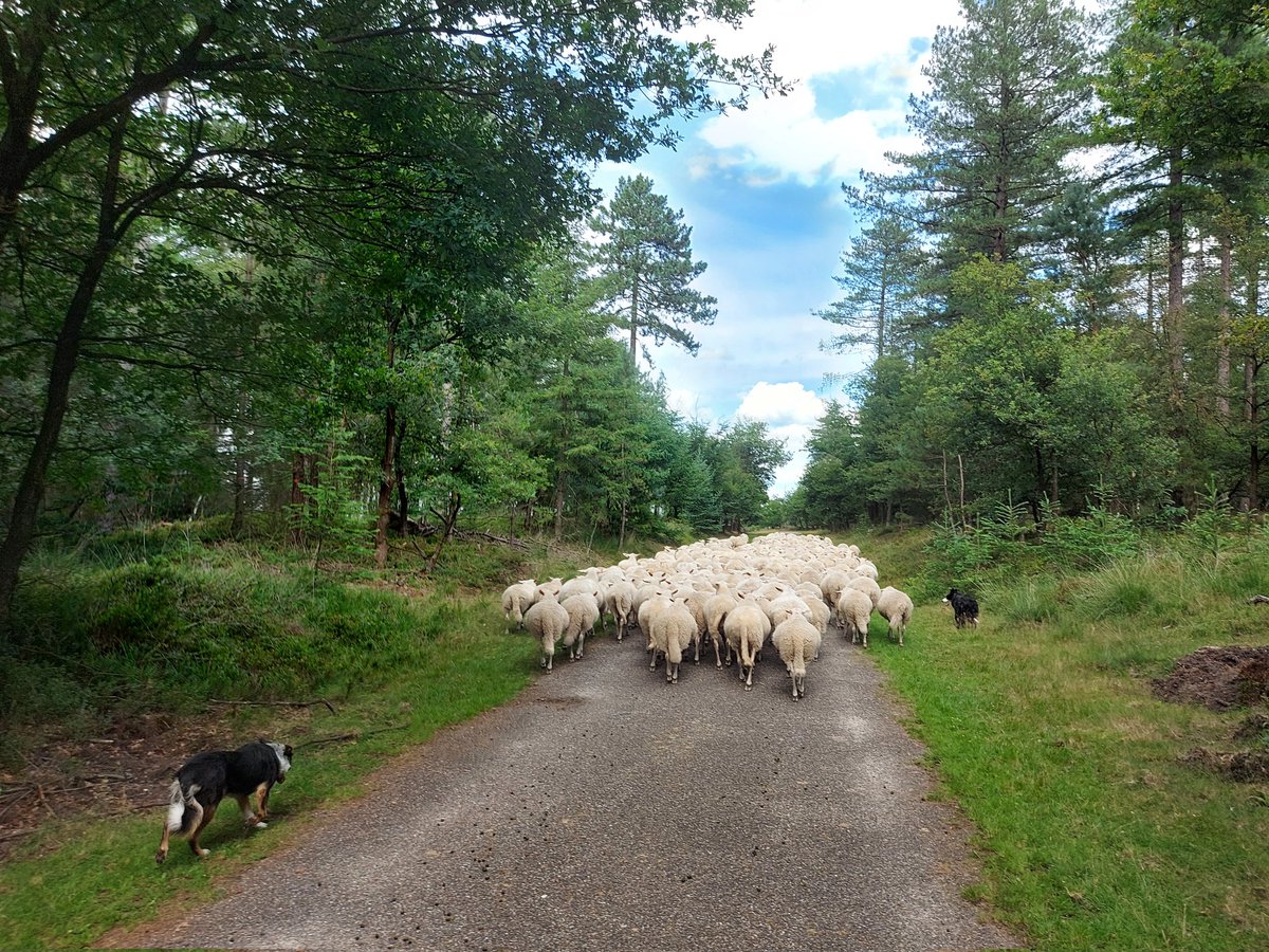 roy_mes's tweet photo. Dagje met onze schaapsherder mee de #Loenermark op, mooi om te zien hoe de Veluwese heideschapen de heide begrazen en daardoor zorgen voor meer biodiversiteit. ๐ฟ ๐๐ https://t.co/HBhMdFrz8y
