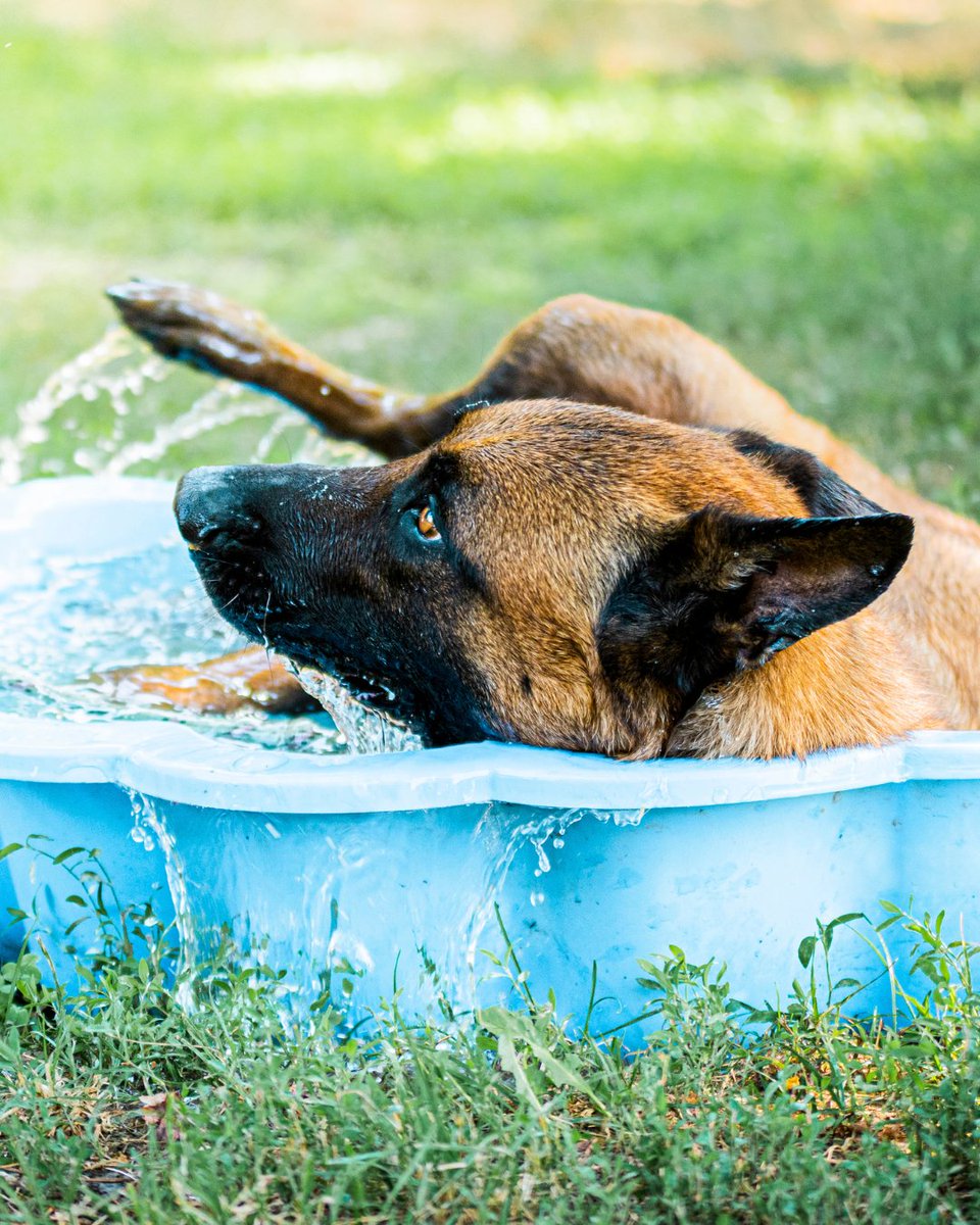 🌞🐶 Durant l'été, nos compagnons à quatre pattes peuvent vite souffrir de la chaleur. Voici 5 astuces simples pour les aider à passer la saison en toute sérénité :

1️⃣ Balades au frais : tôt le matin ou tard le soir, sur des sols non brûlants.
2️⃣ Coin détente au frais : tapis