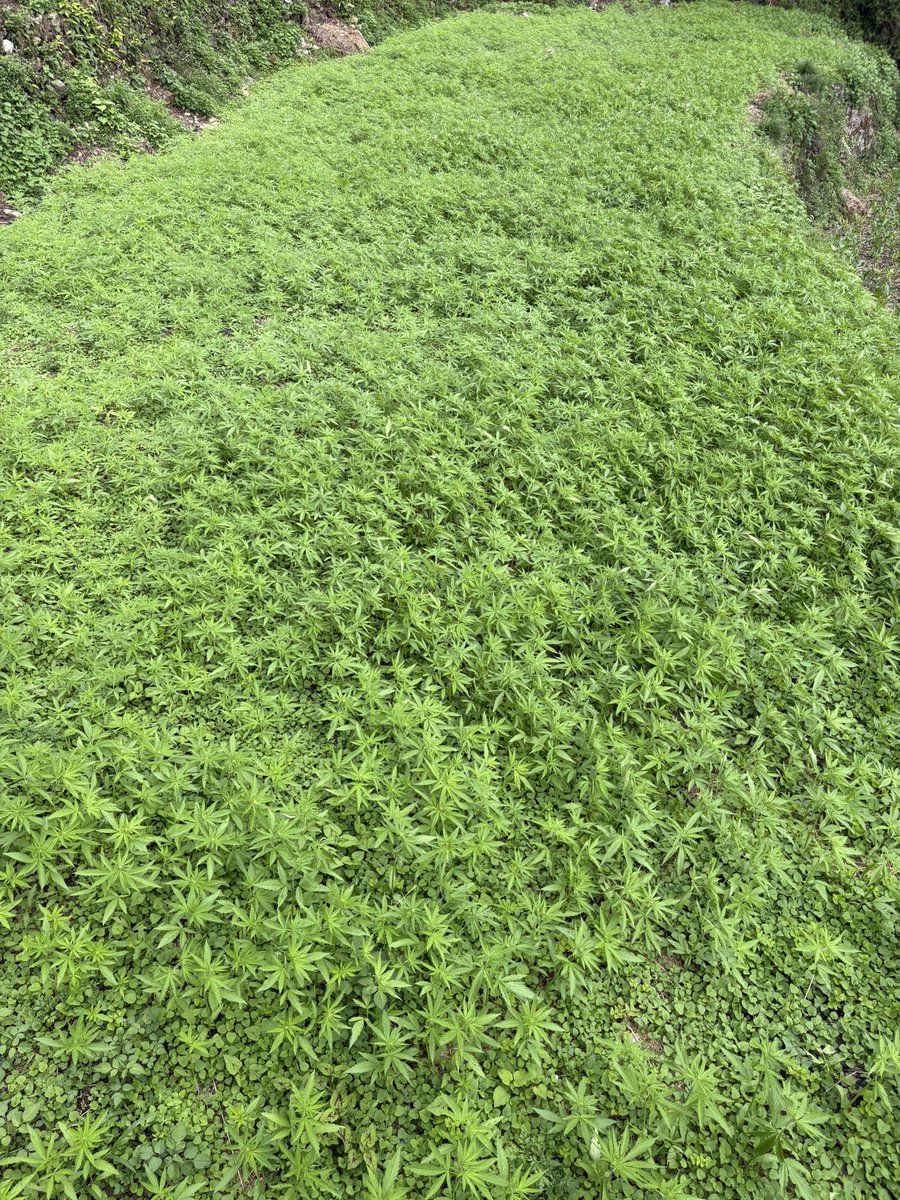 हुर्कँदै गरेका मेरा बच्चाहरू । गाँजाबारी ।😊
 #बझाङ