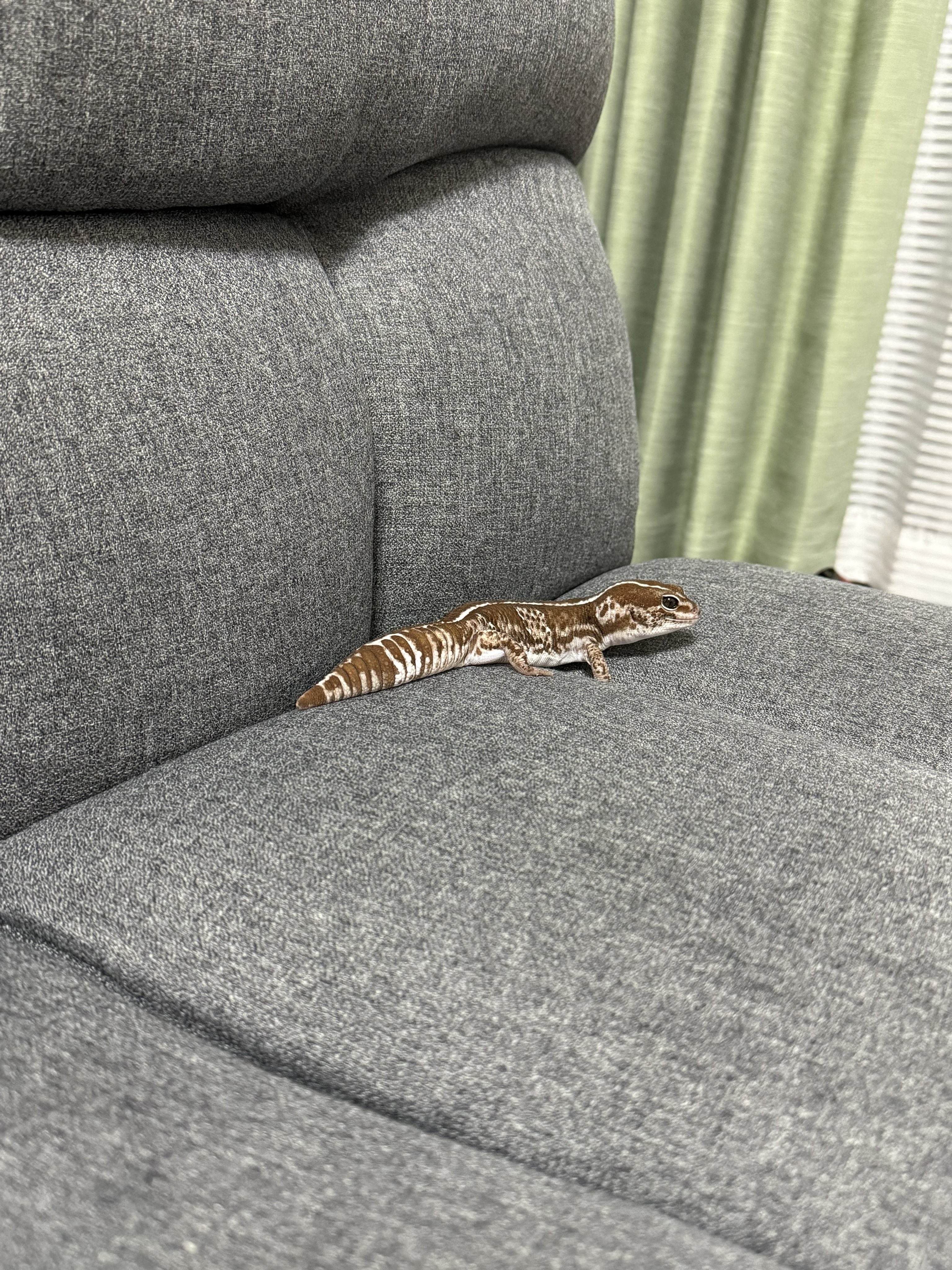 あさり🦎🍎🍏 on X: 