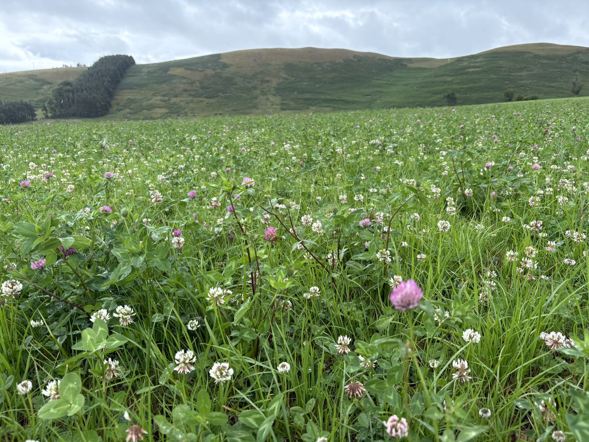 Happy Wildflower Wednesday. Thanks Annie: ingramvalleysafaris.co.uk/wildflower-wed…