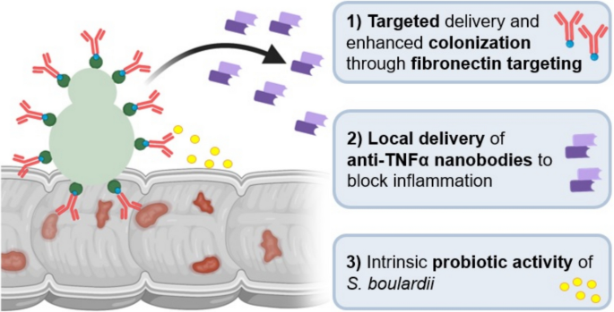 Pharmacoengineering & Mol Pharmaceutics (DPMP UNC) (@dpmp_unc) on Twitter photo Publication out in <a href="/DDS_Journal/">Digestive Diseases and Sciences</a> featuring work from the <a href="/JulieNguyenLab/">Juliane Nguyen</a> “Engineered Probiotic Saccharomyces boulardii Reduces Colitis-Associated Colorectal Cancer Burden in Mice”
🔗 doi.org/10.1007/s10620…
<a href="/UNCPharmacy/">UNC Pharmacy</a> Publication out in <a href="/DDS_Journal/">Digestive Diseases and Sciences</a> featuring work from the <a href="/JulieNguyenLab/">Juliane Nguyen</a> “Engineered Probiotic Saccharomyces boulardii Reduces Colitis-Associated Colorectal Cancer Burden in Mice”
🔗 doi.org/10.1007/s10620…
<a href="/UNCPharmacy/">UNC Pharmacy</a>