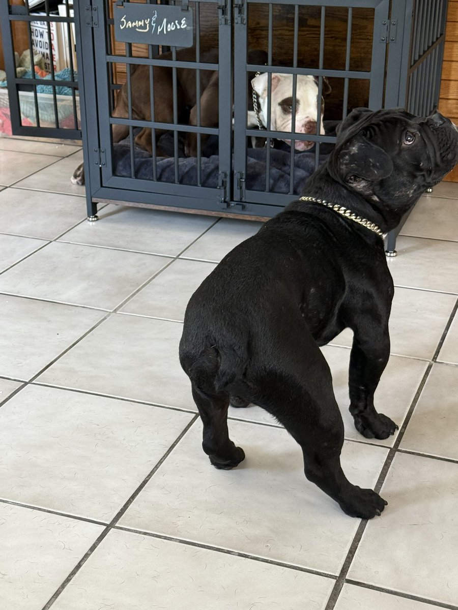 Is Moose in timeout again? New accommodations for Moose and Sammy.