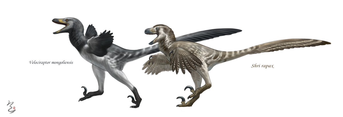 Velociraptor mongoliensis and Shri rapax