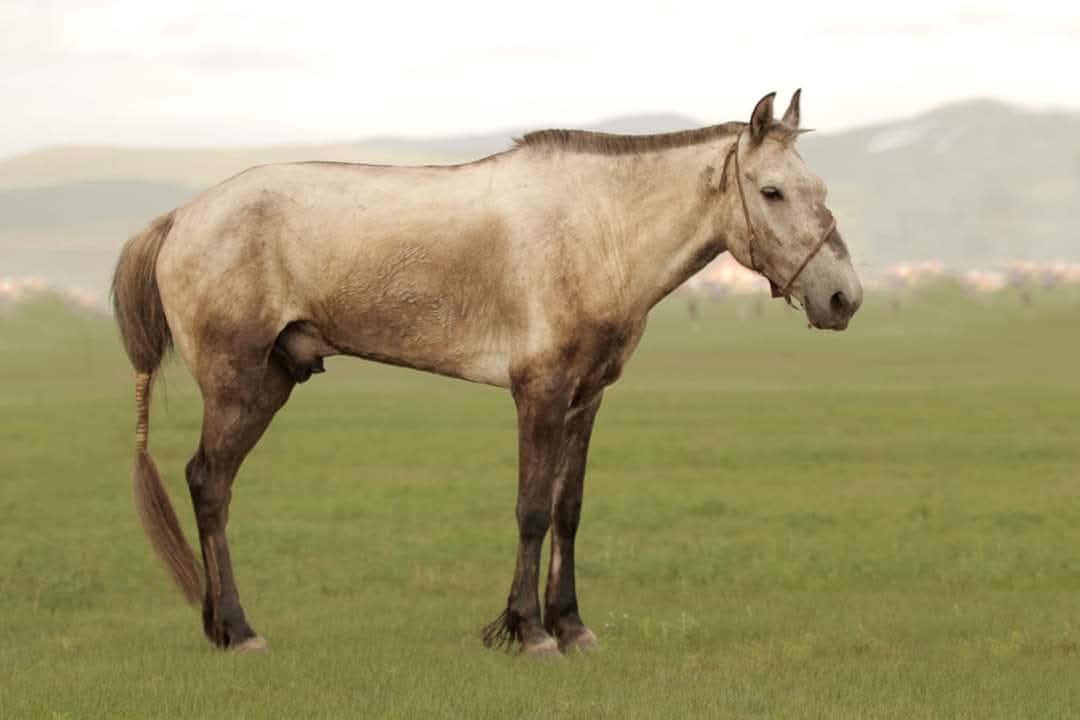 Үлгэрийн хүлэг