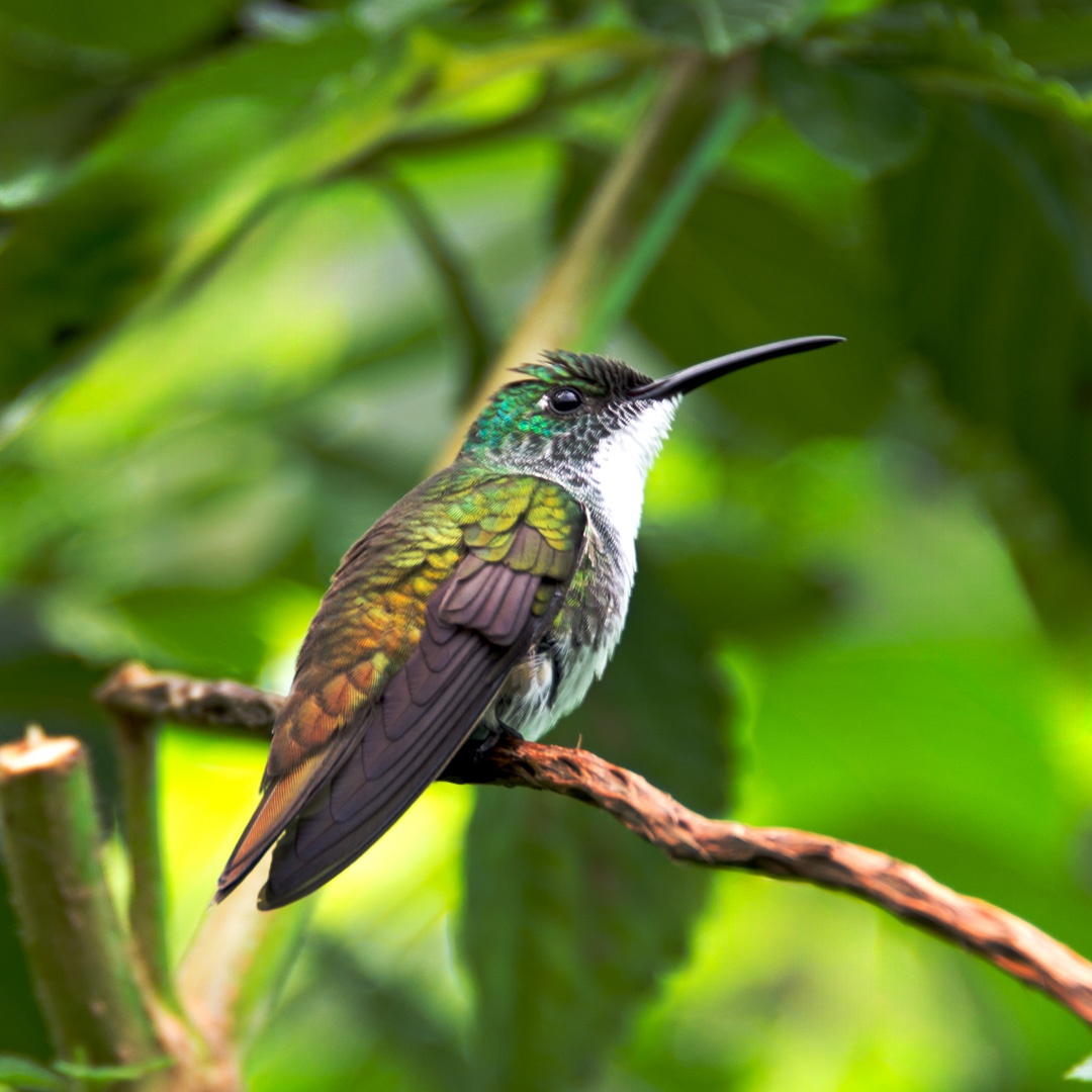 NateyesPhoto's tweet image. HMMMMMMumingbird

#hummingbird #trinidad #nature #naturephotographer #bird #travel #traveltheworld #adventure #wanderlust #wildlife