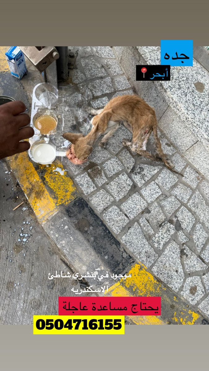 عاجل 
#جده ابحر
التفاصيل في الصوره

القط هزيل جدا احد يلحق عليه
#انشروها