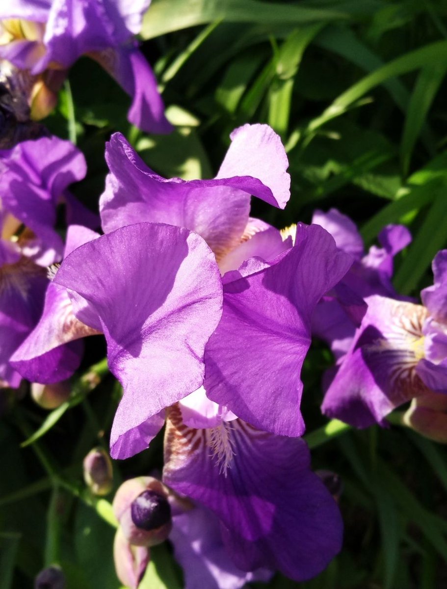 Purple flowers 💜