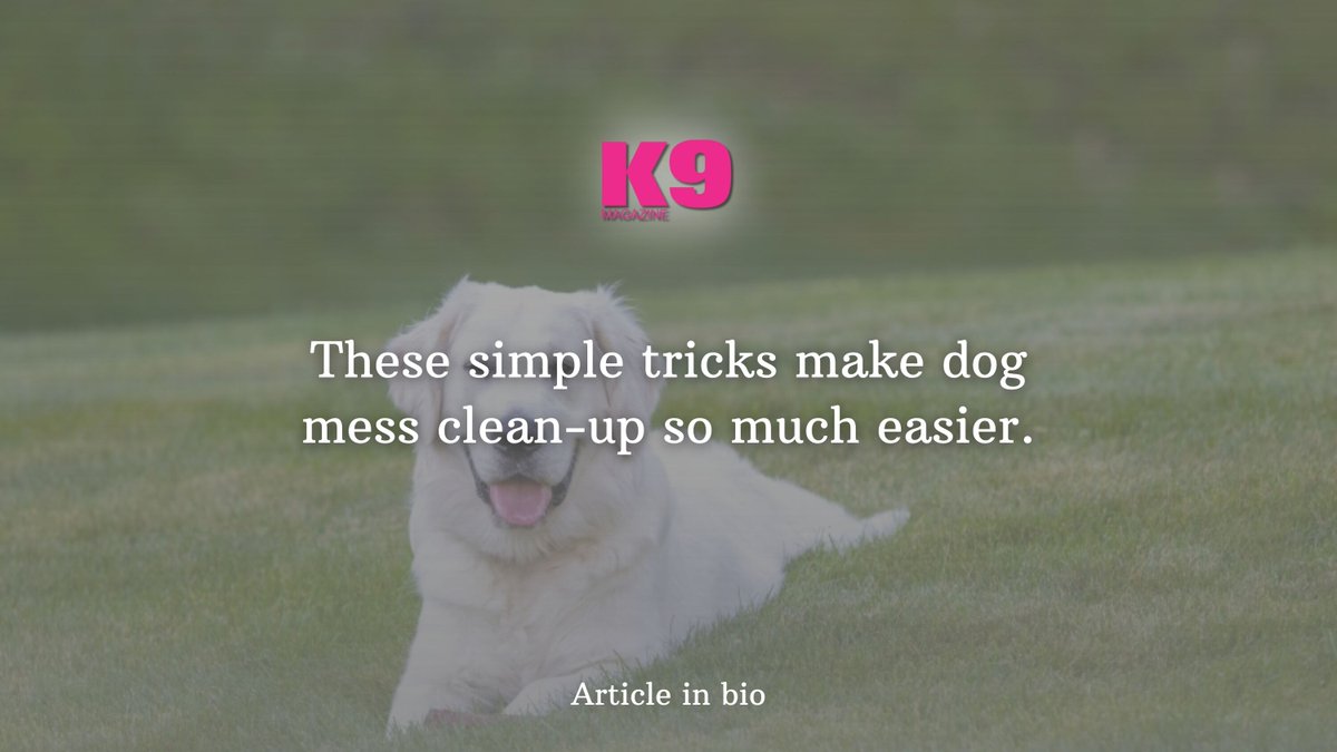Tired of the mess? Check out pro tips to make cleaning up after your dog simple &amp; quick 🧼 #k9magazine

k9magazine.com/make-cleaning-…