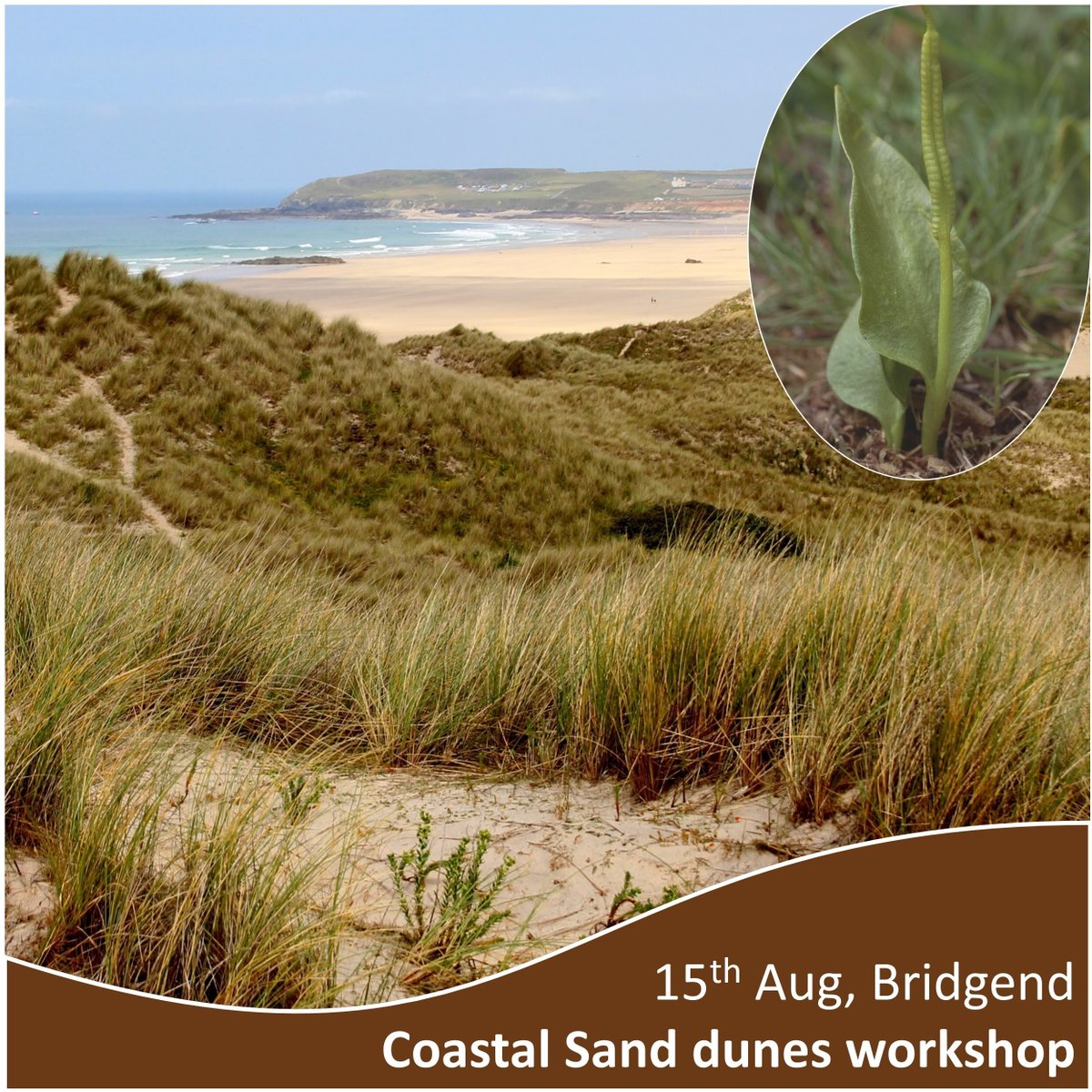 National Plant Monitoring Scheme (@thenpms) on Twitter photo Sand Dune Species Training  Fri 15th Aug 10 - 3pm Kenfig NNR, Brigend. Experts from Budding Nature will lead an intro to identifying coastal sand dune indicator plants. There will be a classroom and in-field session to practice your skills. For more info ow.ly/nFiK50Wc9m4 Sand Dune Species Training  Fri 15th Aug 10 - 3pm Kenfig NNR, Brigend. Experts from Budding Nature will lead an intro to identifying coastal sand dune indicator plants. There will be a classroom and in-field session to practice your skills. For more info ow.ly/nFiK50Wc9m4