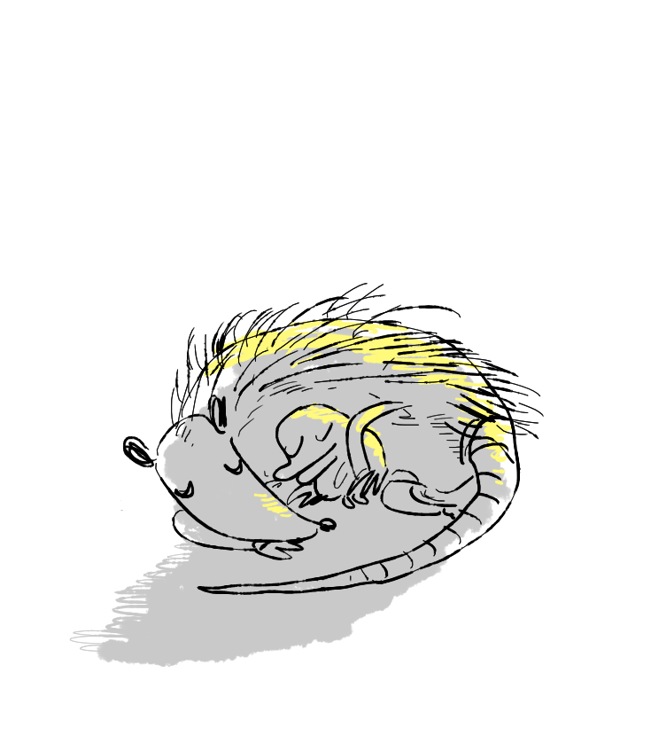 주머니쥐와 두기