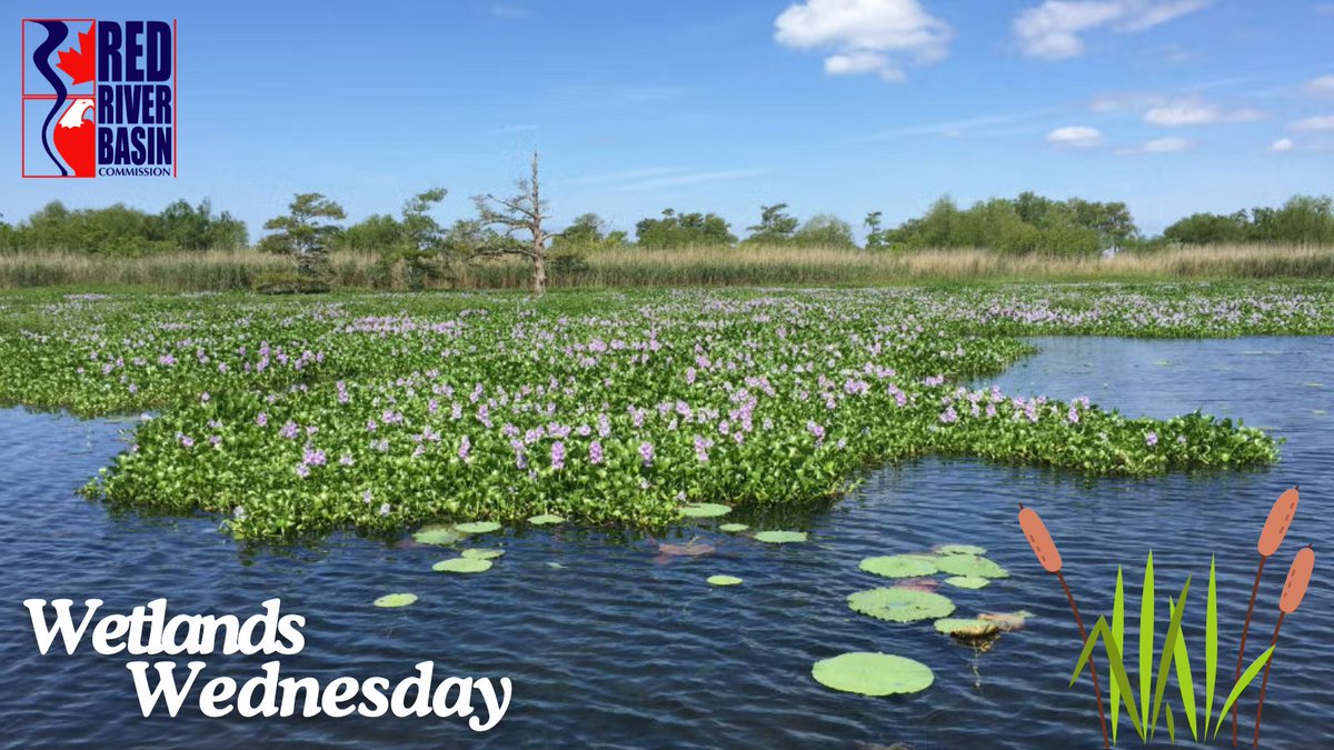 Our wetlands &amp; rivers are being poisoned! "Treated" wastewater, full of toxic "forever chemicals," is being dumped into ecosystems as "restoration." This contaminates our water, yet it's marketed as "green." Call out this toxic lie &amp; demand real solutions! theguardian.com/environment/20…