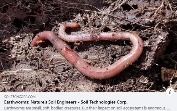 Checkout our interesting blog article about earthworms and their critical role in soil ecosystems.

linkedin.com/company/288902…