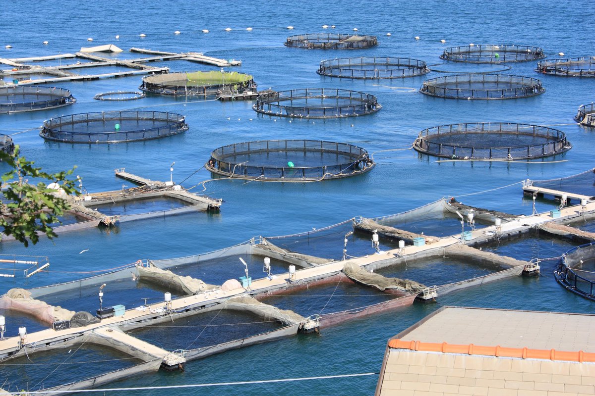🌊 The aquaculture industry is booming—expected to hit $400B by 2030!
With rising demand in Asia Pacific, it’s the perfect time to ride the wave with sustainable probiotic solutions from Bionetix®.
🐟 Learn more: ow.ly/HueO50WxrLY 
#Aquaculture #Bionetix  #FishFarming